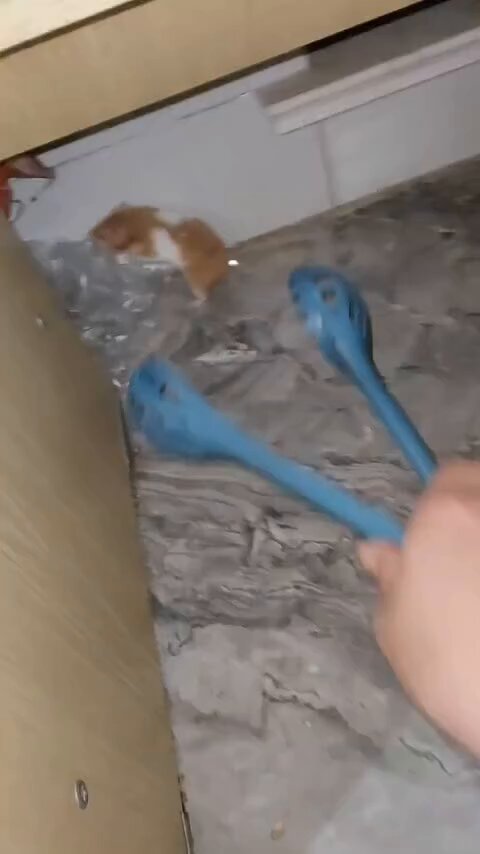 可爱仓鼠用专属工具