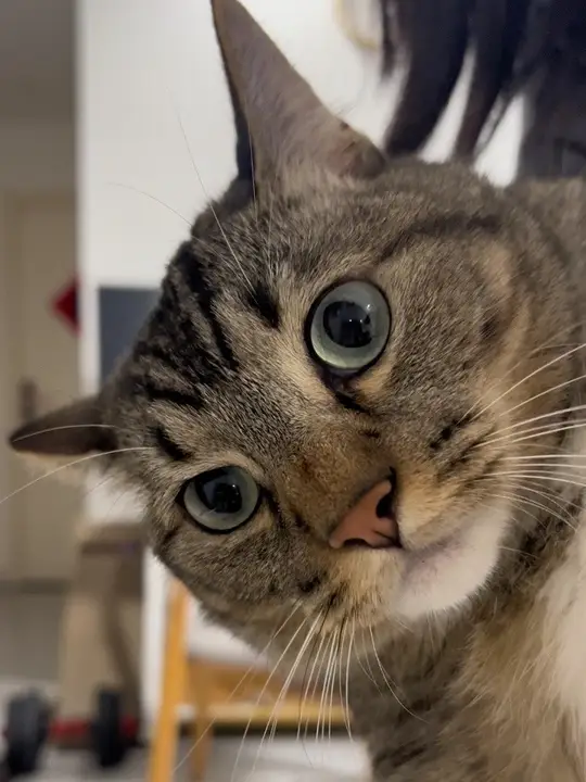 猫咪撒娇卖萌，主人宠溺回应