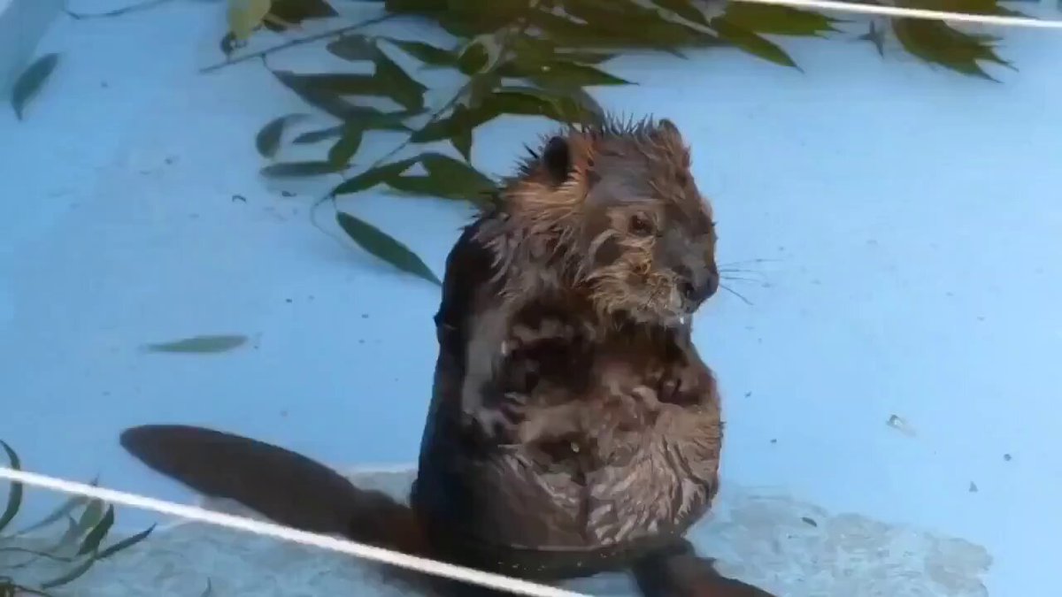 可爱水獭漂浮水中