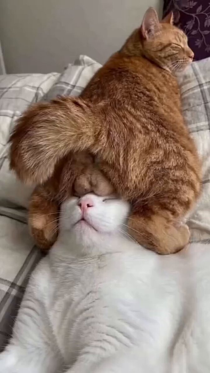 两只猫咪的亲密瞬间