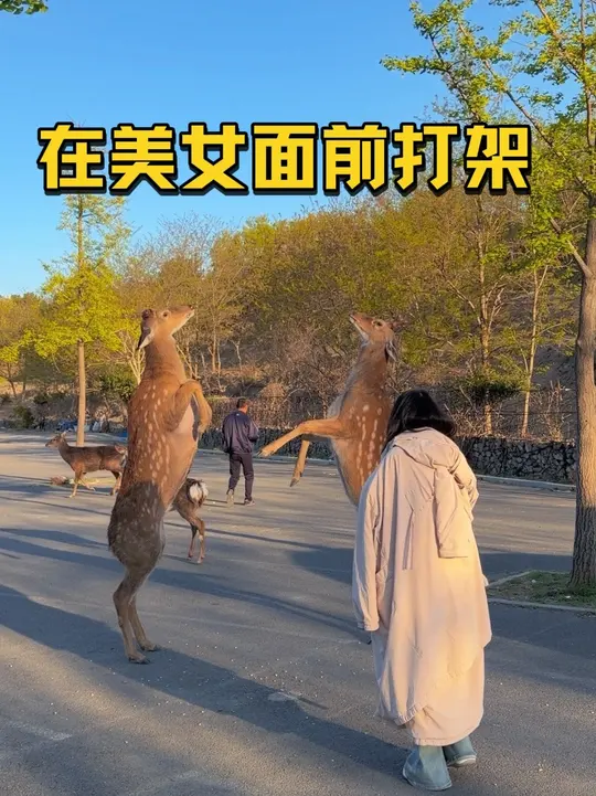 两只梅花鹿站立打斗