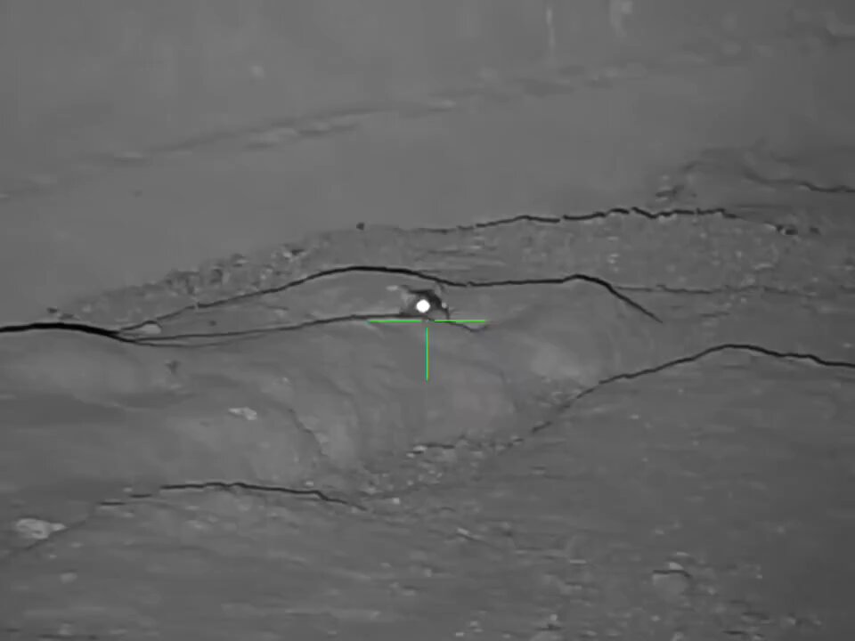 Night Vision Footage of Rats