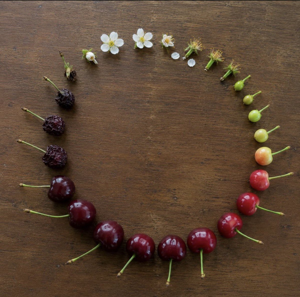 Cherry life cycle