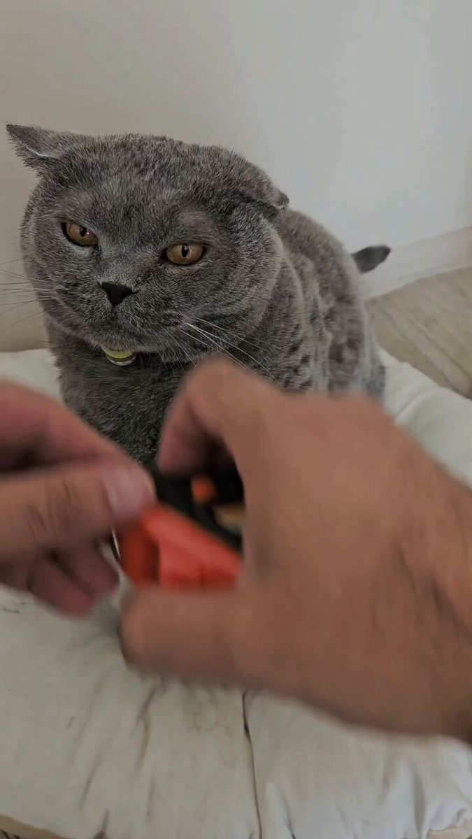 猫咪变身斯巴达勇士
