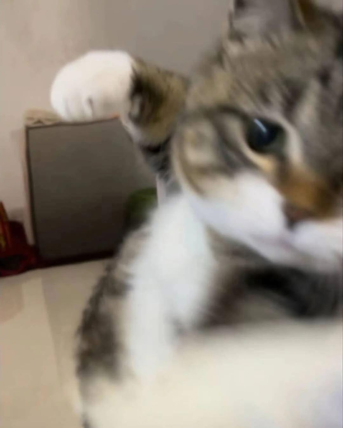 调皮猫咪探头