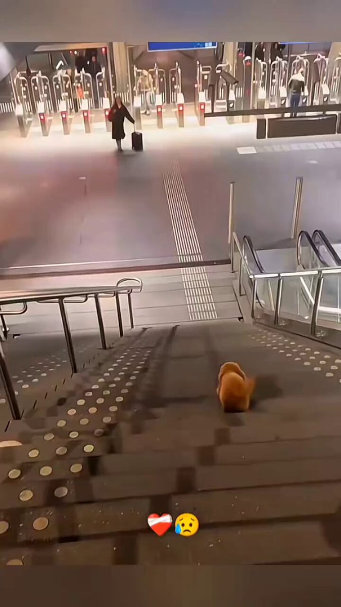 狗狗重逢惊喜