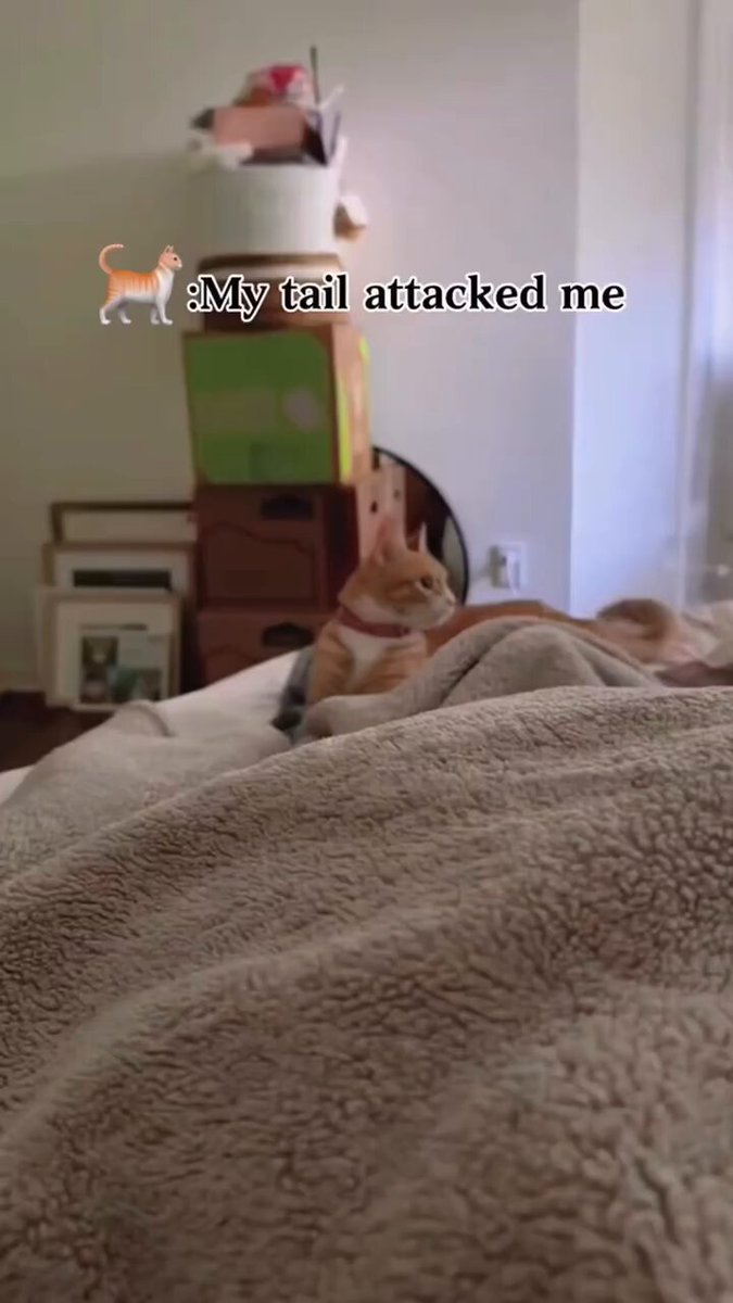 猫咪搞笑瞬间合集