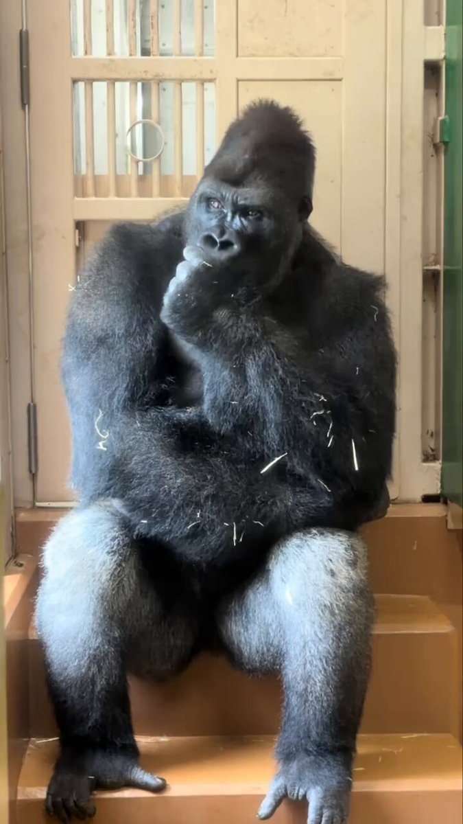 Gorilla sitting and eating