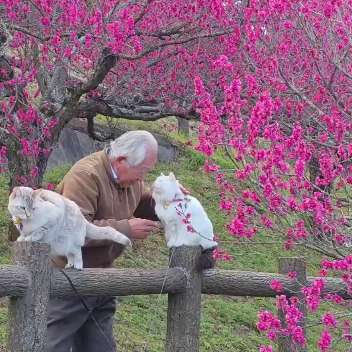 老人与猫在梅花树下