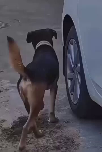 Dog inspects car wheel