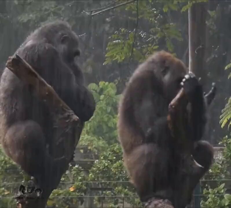 Gorillas in the Rain