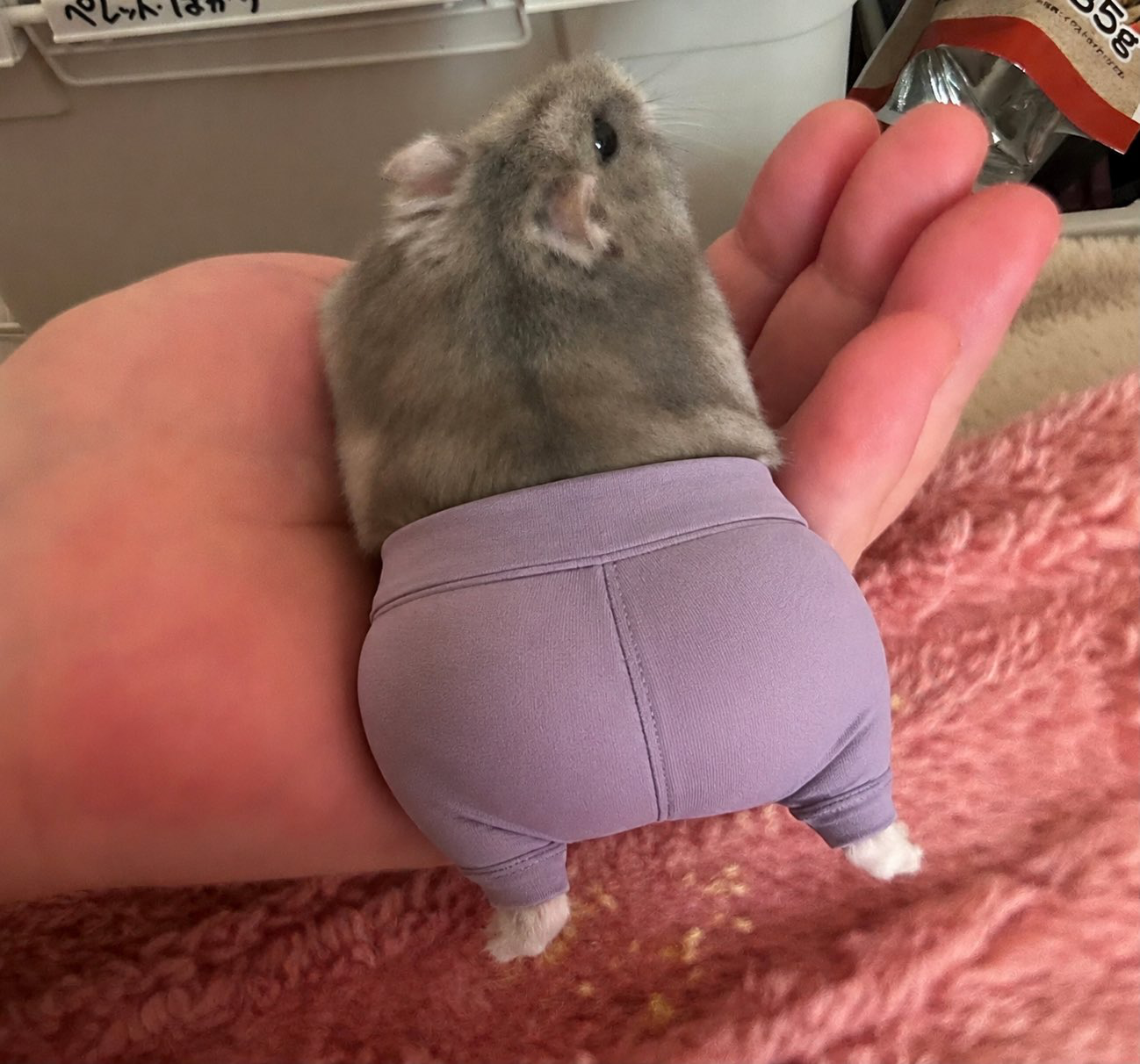 仓鼠穿裤子