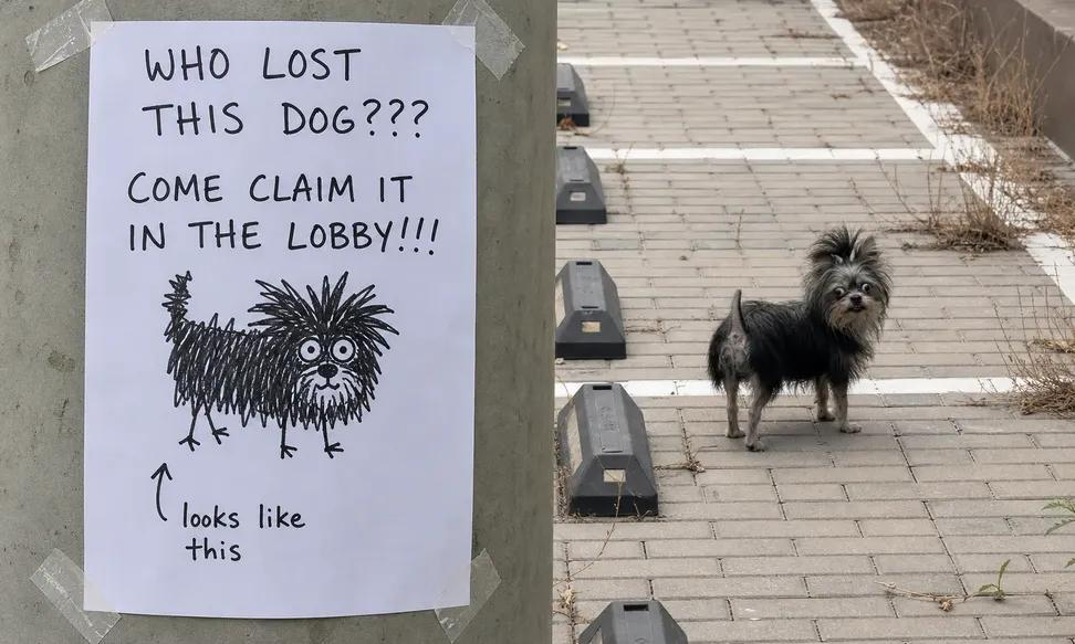 谁丢了狗？