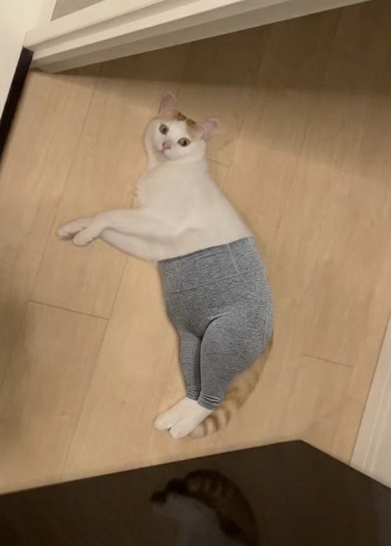 猫咪穿瑜伽裤，主人笑喷